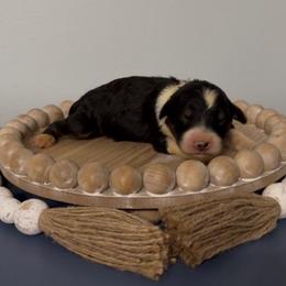 Blossom - Black tri-color female Aussiedoodle puppy in Cartersville, Georgia from Simply Blessed Doodles