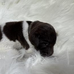 Black - Liver roan male German Shorthaired Pointer puppy in Highland, Illinois from Big Daves Bird Dogs LLC,  BDBD