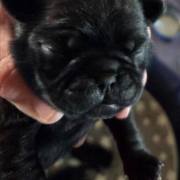 Girl 2 - Black female Pug puppy in Madera, California from Hills Pugs