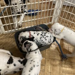 Dalmatian Puppies from Dalmatians of Rutland Ranch