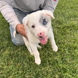 Vega (Purple Collar) - White and blue merle female Border Collie puppy in Lula, Georgia from Silver Creek Ridge