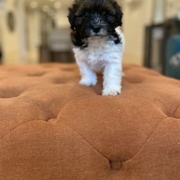 Havanese and Havapoo Puppies from Ladypawspuppies