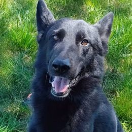 Timber - German Shepherd