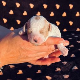 Rubble - Blenheim male Cavapoo puppy in Fort Worth, Texas from Creekwood Miniature Cavapoos