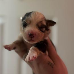 Girl 3 - Blue merle female Australian Shepherd puppy in Orlando, Florida from Skaky Shepherds