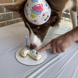 Border Collie Puppies from Ferguson Border Collies