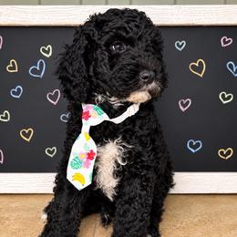 Indigo - Black male Goldendoodle puppy in Camden, North Carolina from Oopsie Doodles of NC