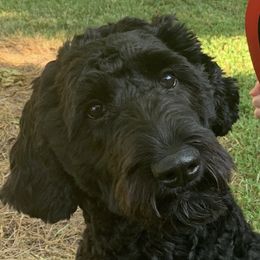 Goldendoodles from Darcy’s Doodles