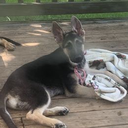 German Shepherd Puppies from Mcintire German Shepherds