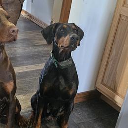 Doberman Pinschers from Kazimir Kennels of Indiana