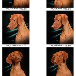 Vizsla All Grown Up from Paradox