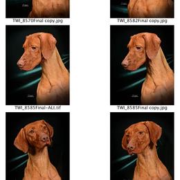 Vizsla All Grown Up from Paradox