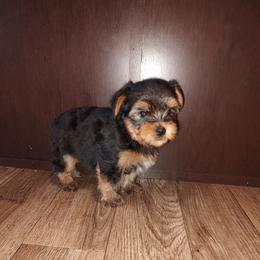 Marty - Black and tan male Yorkshire Terrier puppy in Lapeer, Michigan from Puppy Kisses