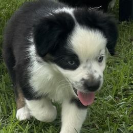 Boy 4 - Black tri male Miniature Australian Shepherd puppy in Eufaula, Alabama from Dream Ranch Mini Aussies