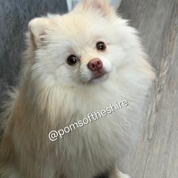 Sam - Cream parti male Pomeranian puppy in Boca Raton, Florida from Poms of The Shire