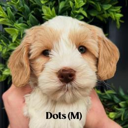 Dots - Caramel male Australian Labradoodle puppy in Silver Spring, Maryland from Potomac Australian Labradoodles
