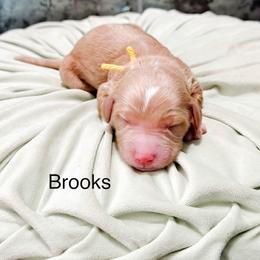 Brooks - Apricot male Goldendoodle puppy in Pasco, Washington from Camp Doodle Woods