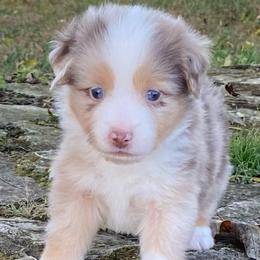 SEA-sar - Red merle male Miniature Australian Shepherd puppy in California, Kentucky from Sonlight Ridge Aussies