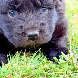 Ledger - Black & white male Australian Shepherd puppy in Mineral Wells, Texas from A6 Australian Shepards