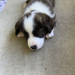 Cardigan Welsh Corgi Puppies from Penfro Corgis