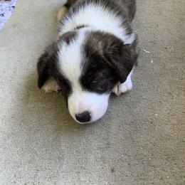 Cardigan Welsh Corgi Puppies from Penfro Corgis