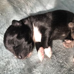 Pomsky Puppies from Eclipse Merle Pomsky’s