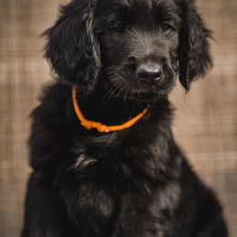 Cosmos - Black male Goldendoodle puppy in Portsmouth, Virginia from Hopping Howlers Ranch