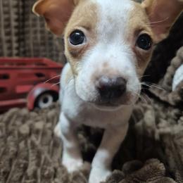 Opie - White and lemon male Teddy Roosevelt Terrier puppy in Murray, Kentucky from Froschwald German Shepherds and Xanadu Teddy Roosevelt Terriers