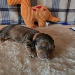 Bently - Dapple male Dachshund puppy in Klamath Falls, Oregon from Luvindoxys4u