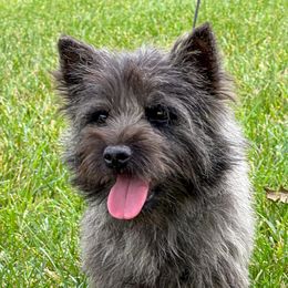 Cher - Cairn Terrier