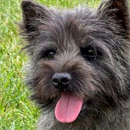 Cher - Cairn Terrier