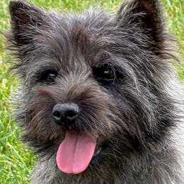 Cher - Cairn Terrier