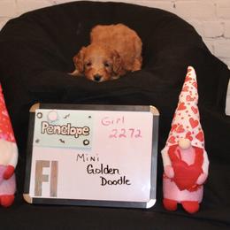 Goldendoodle and Poodle Puppies from Partridge Doodles and Poodles