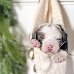 Canaan - Bernedoodle puppy from Willow & Co.