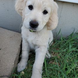 Golden Retriever Puppies from Lightning Oak Acres
