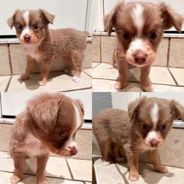 Red tri female - Red tri female Toy Australian Shepherd puppy in Brooker, Florida from Honey, I Shrunk the Aussies