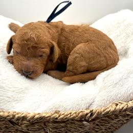 Dark Blue Boy - Red  male Goldendoodle puppy in Lewisville, Texas from Zink Doodles