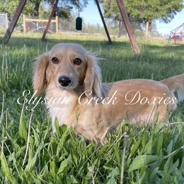 Lucy - Dachshund