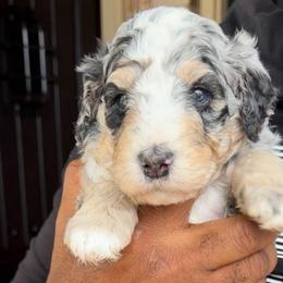 Pepper - Blue merle male Bernedoodle puppy in Richmond, Texas from Harper’s Heartbeats