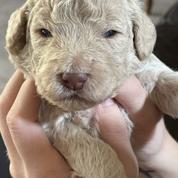 Goldendoodle Puppies from Oodles of Doodles