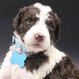 Poodle Puppies from Absolutely Pampered Poodles