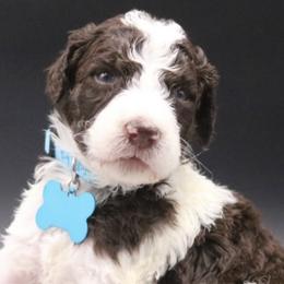 Poodle Puppies from Absolutely Pampered Poodles