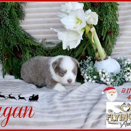Teagan - Red male Miniature Australian Shepherd puppy in Madisonville, Texas from Flying LL Aussies