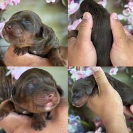 Lexi - Chocolate female Cavapoo puppy in Yuciapa, California from AlltheDoodlez_
