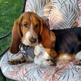 Basset Hounds from The Walls Hounds With Heart