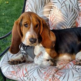 Basset Hounds from The Walls Hounds With Heart