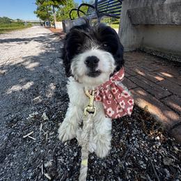 Eu te amo - Tri-color female Cavapoo puppy in Knoxville, Tennessee from Adventure Doodles Club