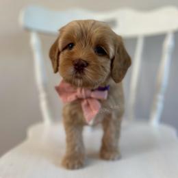Pebble - Caramel female Australian Labradoodle puppy in Belding, Michigan from Rutu Australian Labradoodles