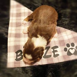 Toy Australian Shepherd Puppies from MN Pomme De Terre Aussies