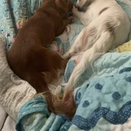 Dachshunds from Long Dogs in The Falls